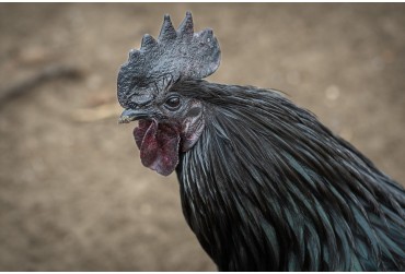 Tout savoir sur l'Ayam Cemani : la poule noire mystérieuse et fascinante