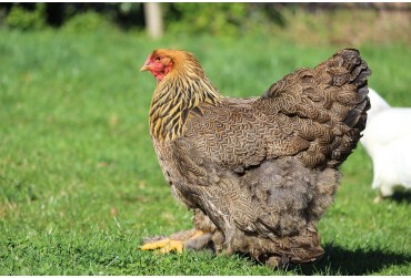 Tout savoir sur la Brahma : une poule majestueuse et productive