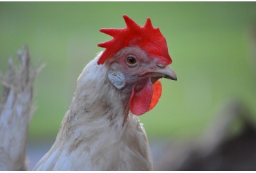Comment choisir ses premières races de poules ?