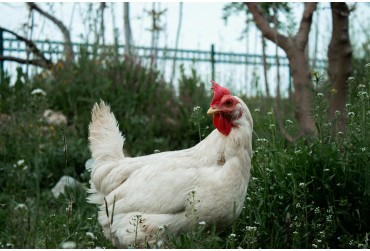 Pathologies les plus fréquentes chez les poules